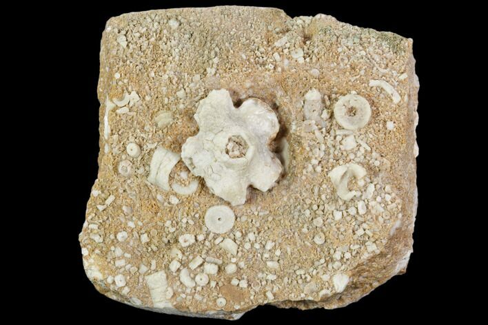 Fossil Crinoid Plate - Missouri #103528